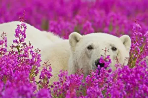 Bears Prints: Polar Bear (Ursa maritimus) in fireweed (Epilobium angustifolium)
