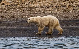 Instinct Prints: Polar bear (Ursus Maritimus) on Axel Heiberg island