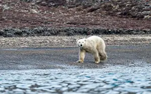 Scenic Beauty Prints: Polar bear (Ursus Maritimus) on Axel Heiberg island
