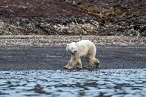 Roaming Prints: Polar bear (Ursus Maritimus) on Axel Heiberg island