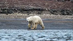 Nunavut Prints: Polar bear (Ursus Maritimus) on Axel Heiberg island