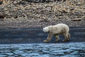 Nunavut Prints: Polar bear (Ursus Maritimus) on Axel Heiberg island