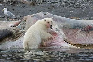 Whale Prints: Polar Bear (Ursus maritimus). Bear eating on a whale carcass, Spitsbergen, Norway