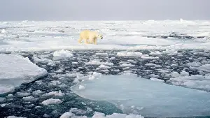 Polar bear (Ursus maritimus) on ice and snow, Svalbard, Norway