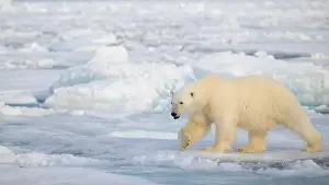 White Bear Prints: Polar bear (Ursus maritimus) on ice and snow, Svalbard, Norway