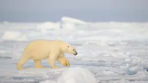 White Bear Prints: Polar bear (Ursus maritimus) on ice and snow, Svalbard, Norway