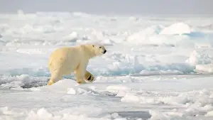 White Bear Prints: Polar bear (Ursus maritimus) on ice and snow, Svalbard, Norway