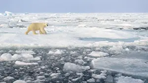 White Bear Prints: Polar bear (Ursus maritimus) on ice and snow, Svalbard, Norway