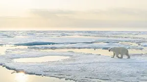 White Bear Prints: Polar bear (Ursus maritimus) on ice and snow, Svalbard, Norway