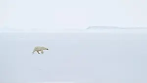 White Bear Prints: Polar bear (Ursus maritimus) on ice and snow, Svalbard, Norway