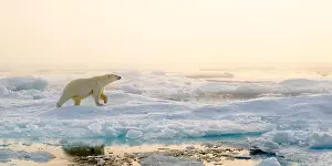 White Bear Prints: Polar bear (Ursus maritimus) on ice and snow, Svalbard, Norway
