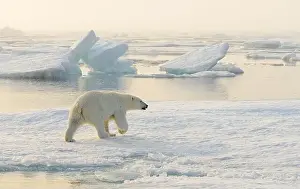 White Bear Prints: Polar bear (Ursus maritimus) on ice and snow, Svalbard, Norway