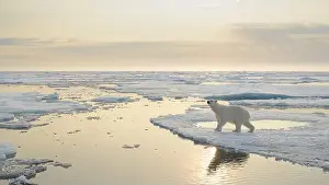 White Bear Prints: Polar bear (Ursus maritimus) on ice and snow, Svalbard, Norway