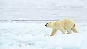 White Bear Prints: Polar bear (Ursus maritimus) on ice and snow, Svalbard, Norway