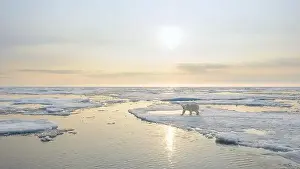 White Bear Prints: Polar bear (Ursus maritimus) on ice and snow, Svalbard, Norway