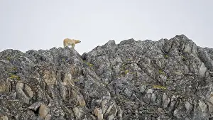Polar bear (Ursus maritimus) on land in summer, Svalbard, Norway