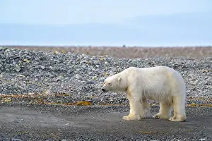 Polar bear (Ursus maritimus) on land in summer, Svalbard, Norway