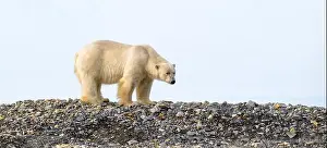 Polar bear (Ursus maritimus) on land in summer, Svalbard, Norway