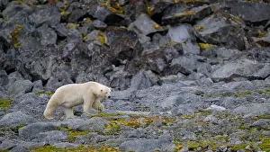 White Bear Prints: Polar bear (Ursus maritimus) on land in summer, Svalbard, Norway