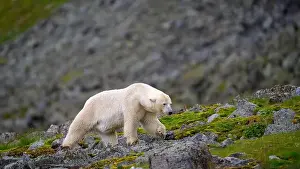 White Bear Prints: Polar bear (Ursus maritimus) on land in summer, Svalbard, Norway