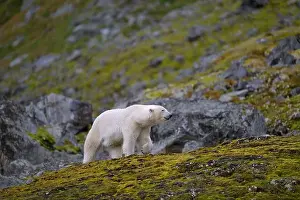 White Bear Prints: Polar bear (Ursus maritimus) on land in summer, Svalbard, Norway