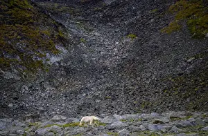 White Bear Prints: Polar bear (Ursus maritimus) on land in summer, Svalbard, Norway