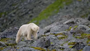 White Bear Prints: Polar bear (Ursus maritimus) on land in summer, Svalbard, Norway