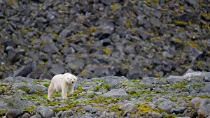 White Bear Prints: Polar bear (Ursus maritimus) on land in summer, Svalbard, Norway