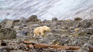 White Bear Prints: Polar bear (Ursus maritimus) on land in summer, Svalbard, Norway