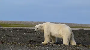 White Bear Prints: Polar bear (Ursus maritimus) on land in summer, Svalbard, Norway