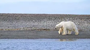 White Bear Prints: Polar bear (Ursus maritimus) on land in summer, Svalbard, Norway