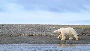 White Bear Prints: Polar bear (Ursus maritimus) on land in summer, Svalbard, Norway