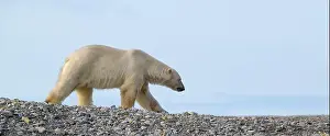 White Bear Prints: Polar bear (Ursus maritimus) on land in summer, Svalbard, Norway