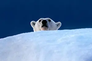 Extinction Prints: Polar bear, ursus maritimus, peeps over the top of an iceberg