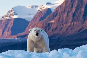 Snowscape Prints: Polar bear, ursus maritimus, and the red rock mountains of Vikinge Bay