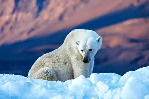 Snowscape Prints: Polar bear, ursus maritimus, and the red rock mountains of Vikinge Bay