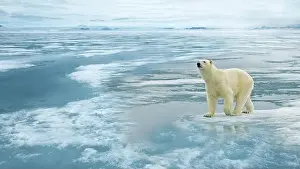 Sideways Prints: A polar bear (Ursus maritimus) stands on ice in a snowy and cold Arctic environment
