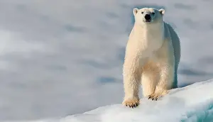 Sideways Prints: A polar bear (Ursus maritimus) stands on ice in a snowy and cold Arctic environment