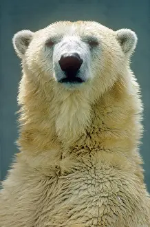Carnivora Prints: Polar Bear (Ursus maritimus, Thalarctos maritimus), portrait