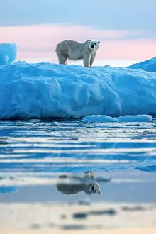 Daybreak Prints: Polar bear, ursus maritimus, in Vikinge Bay