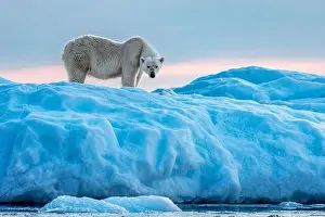Daybreak Prints: Polar bear, ursus maritimus, in Vikinge Bay