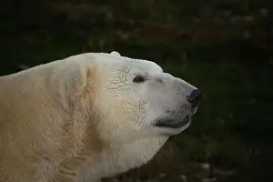 Polar bear. Ursus maritimus. Wild arctic animal