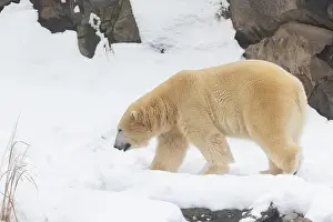 Hudson Bay Prints: polar bear (Ursus maritimus) in winter