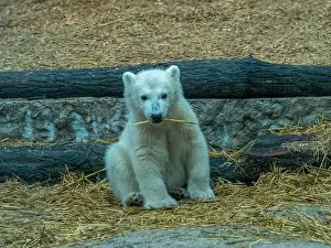 Arctic Summer Prints: Polar bear (Ursus maritimus) yearling Cup at the Karlsruhe Zoo