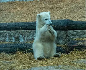 Arctic Summer Prints: Polar bear (Ursus maritimus) yearling Cup at the Karlsruhe Zoo