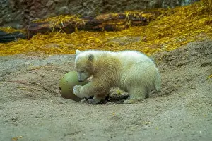 Arctic Summer Prints: Polar bear (Ursus maritimus) yearling Cup at the Karlsruhe Zoo