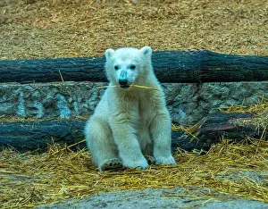 Arctic Summer Prints: Polar bear (Ursus maritimus) yearling Cup at the Karlsruhe Zoo