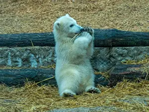 Arctic Summer Prints: Polar bear (Ursus maritimus) yearling Cup at the Karlsruhe Zoo