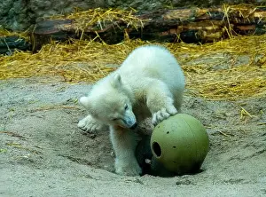 Arctic Summer Prints: Polar bear (Ursus maritimus) yearling Cup at the Karlsruhe Zoo