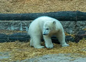 Arctic Summer Prints: Polar bear (Ursus maritimus) yearling Cup at the Karlsruhe Zoo
